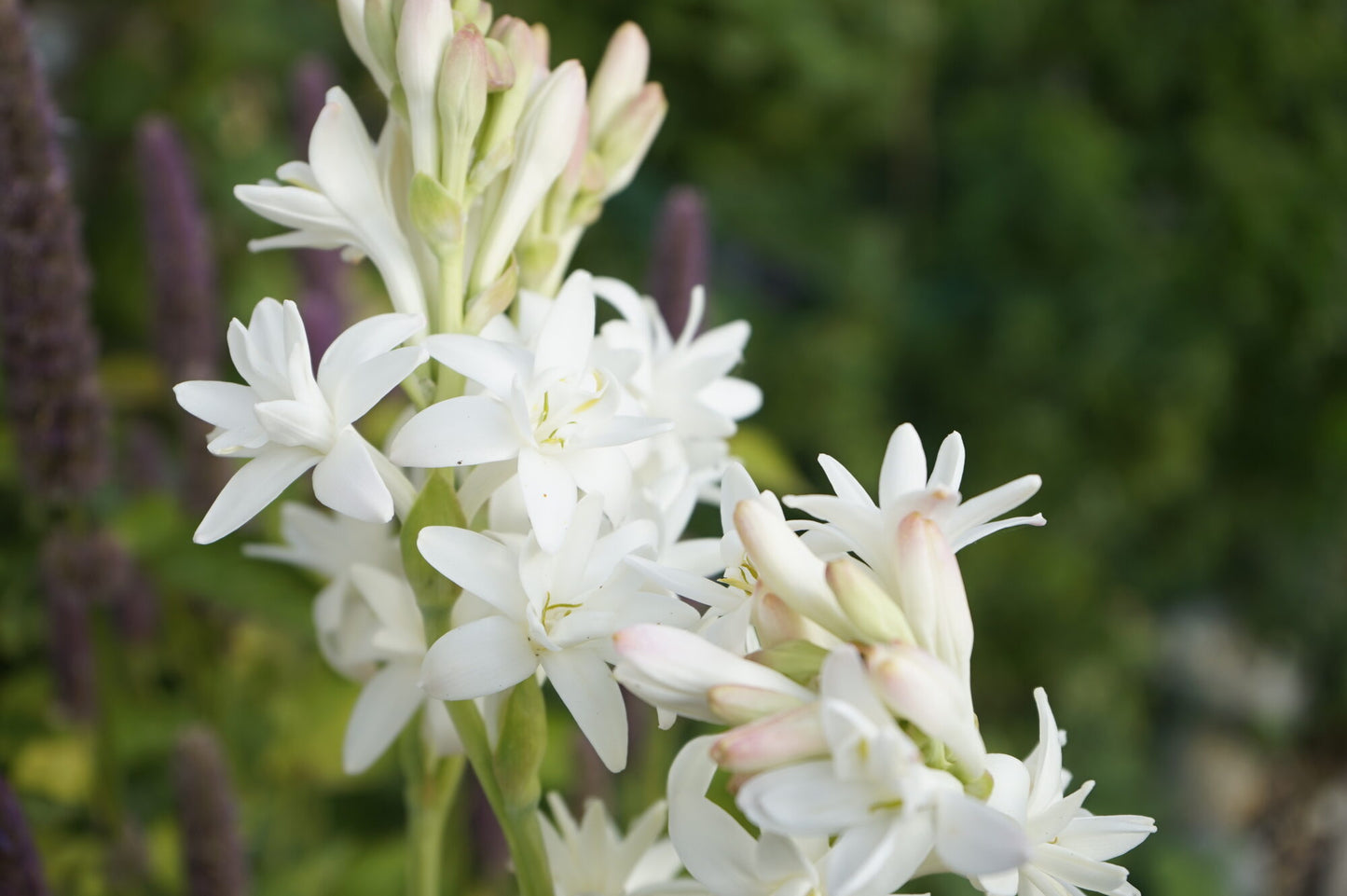 Eye Cream with Tuberose