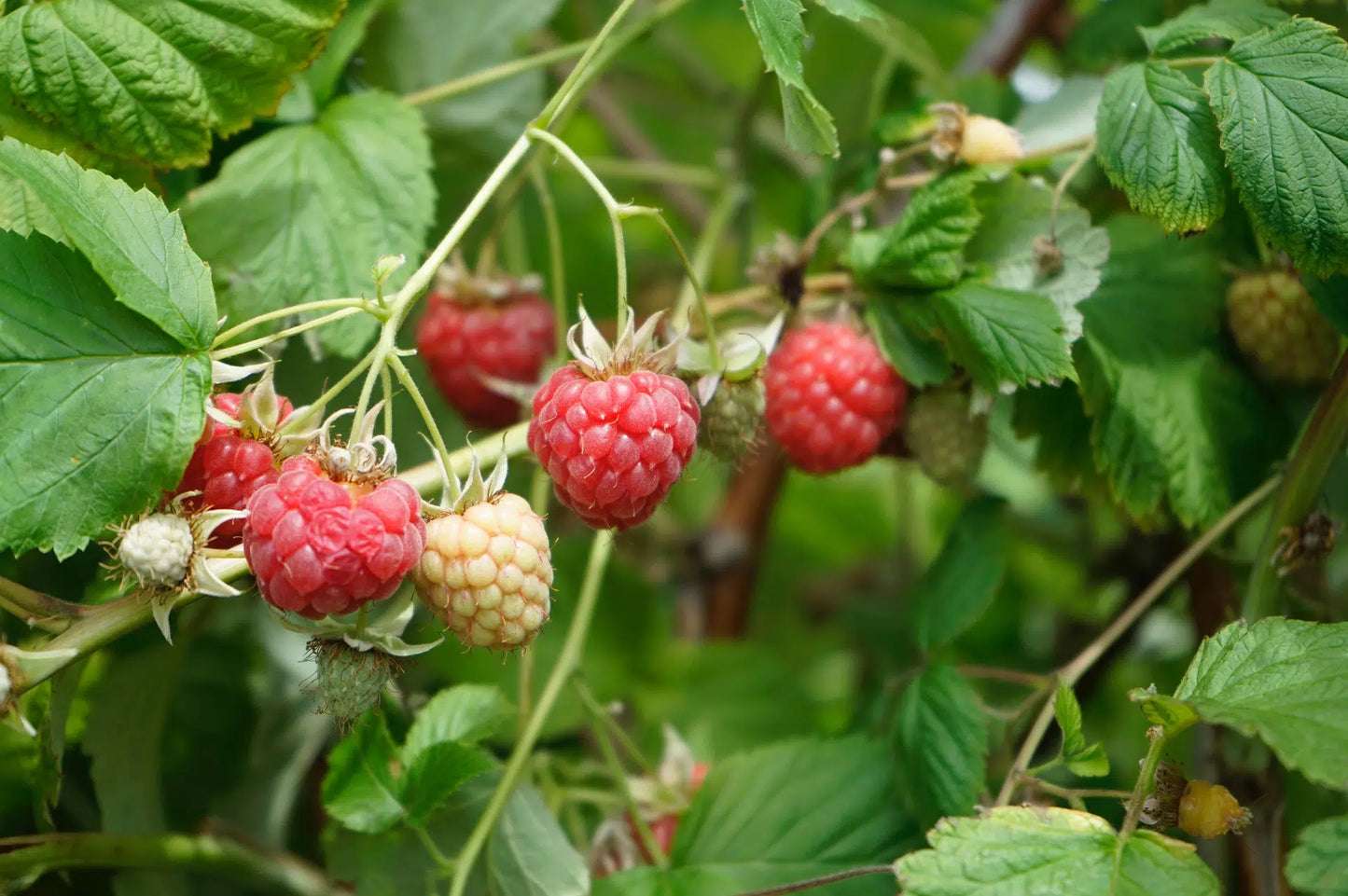 Intensive botanical lip balm With Raspberry Oil