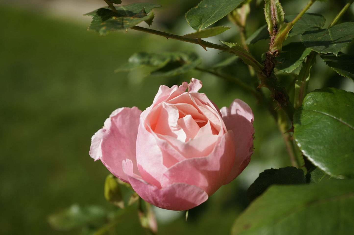 Revitalising Mask with Rosa Centifolia