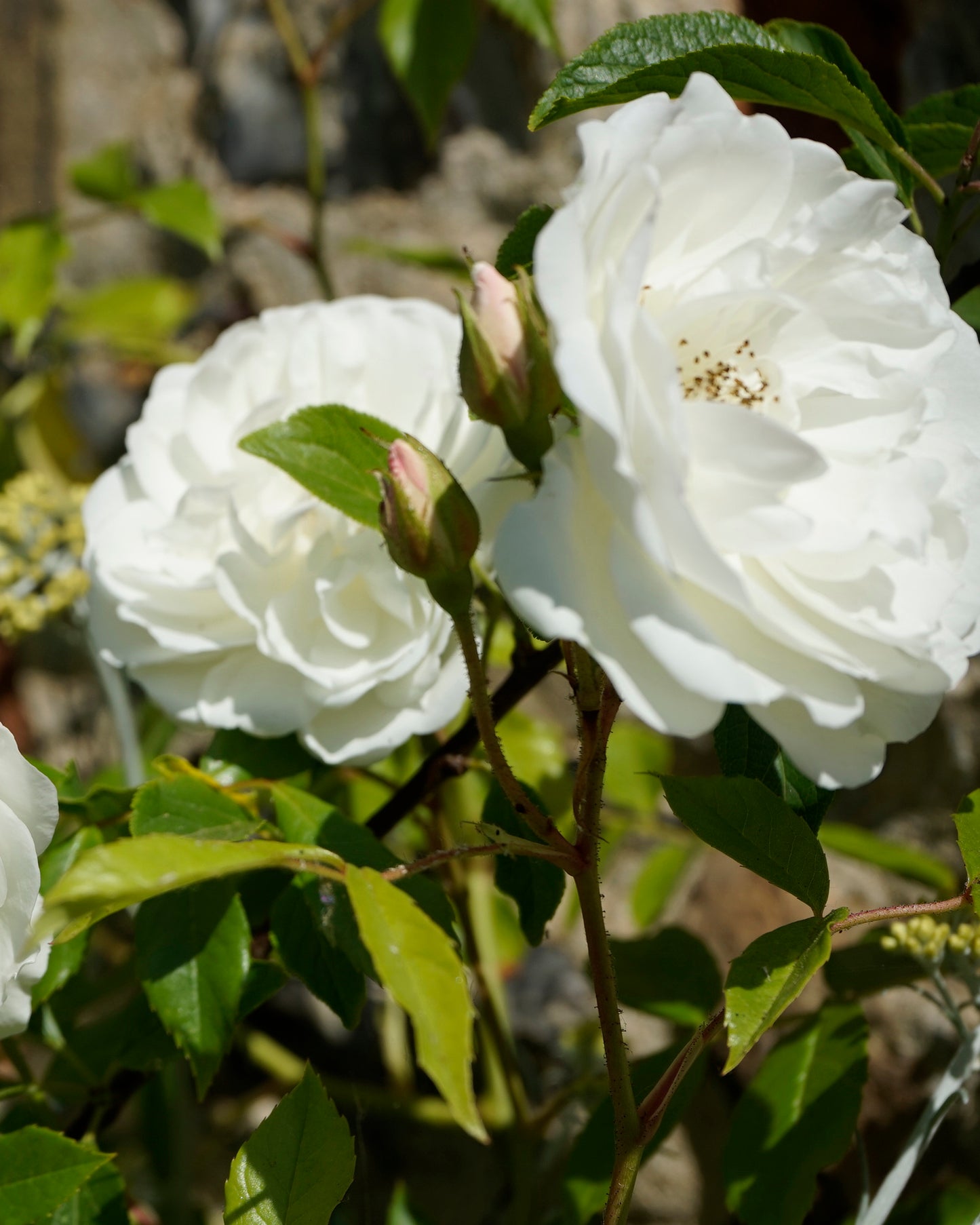 Aromatherapy Candle with Rose and Geranium